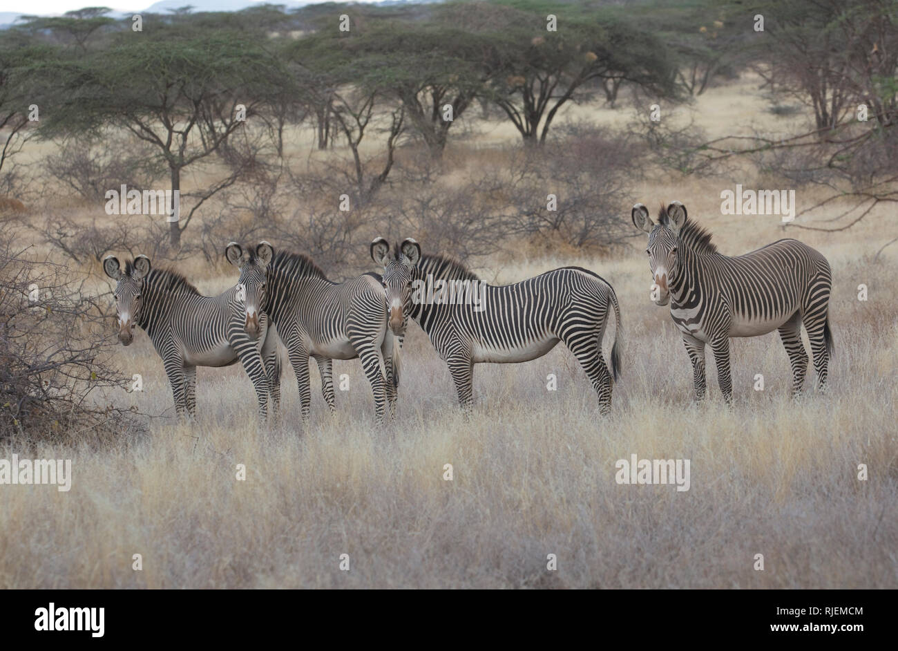 Grevy's or Imperial zebra, Equus grevyi, in semi-arid grassland, Shaba National Reserve, Kenya Stock Photo