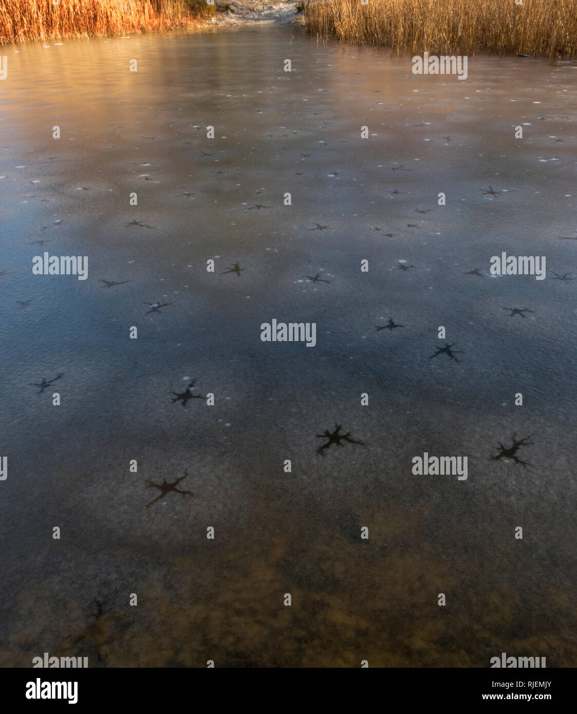 Warm water from under snow covered ice flows through hole in the ice,melts the snow and makes dark regions":lake stars.Convection creates the pattern. Stock Photo