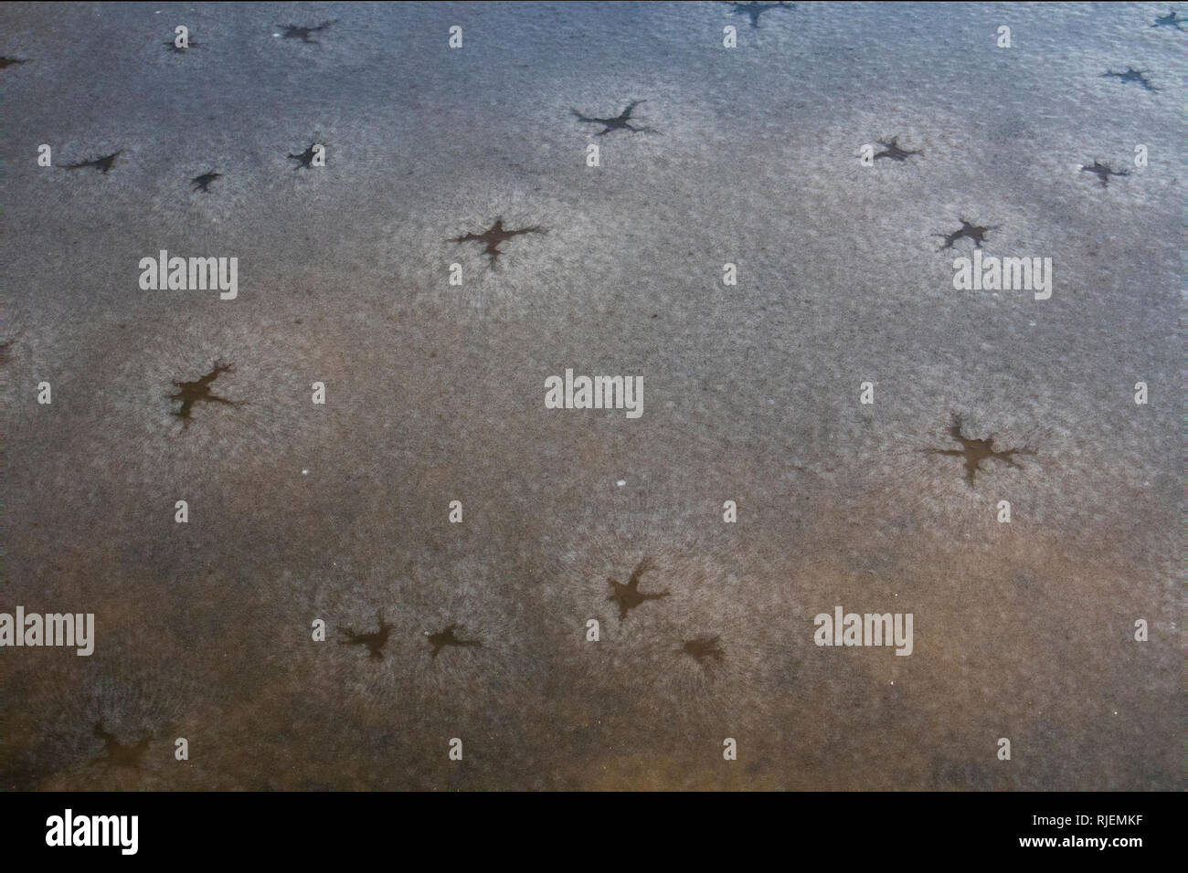 Warm water from under snow covered ice flows through hole in the ice,melts the snow and makes dark regions":lake stars.Convection creates the pattern Stock Photo