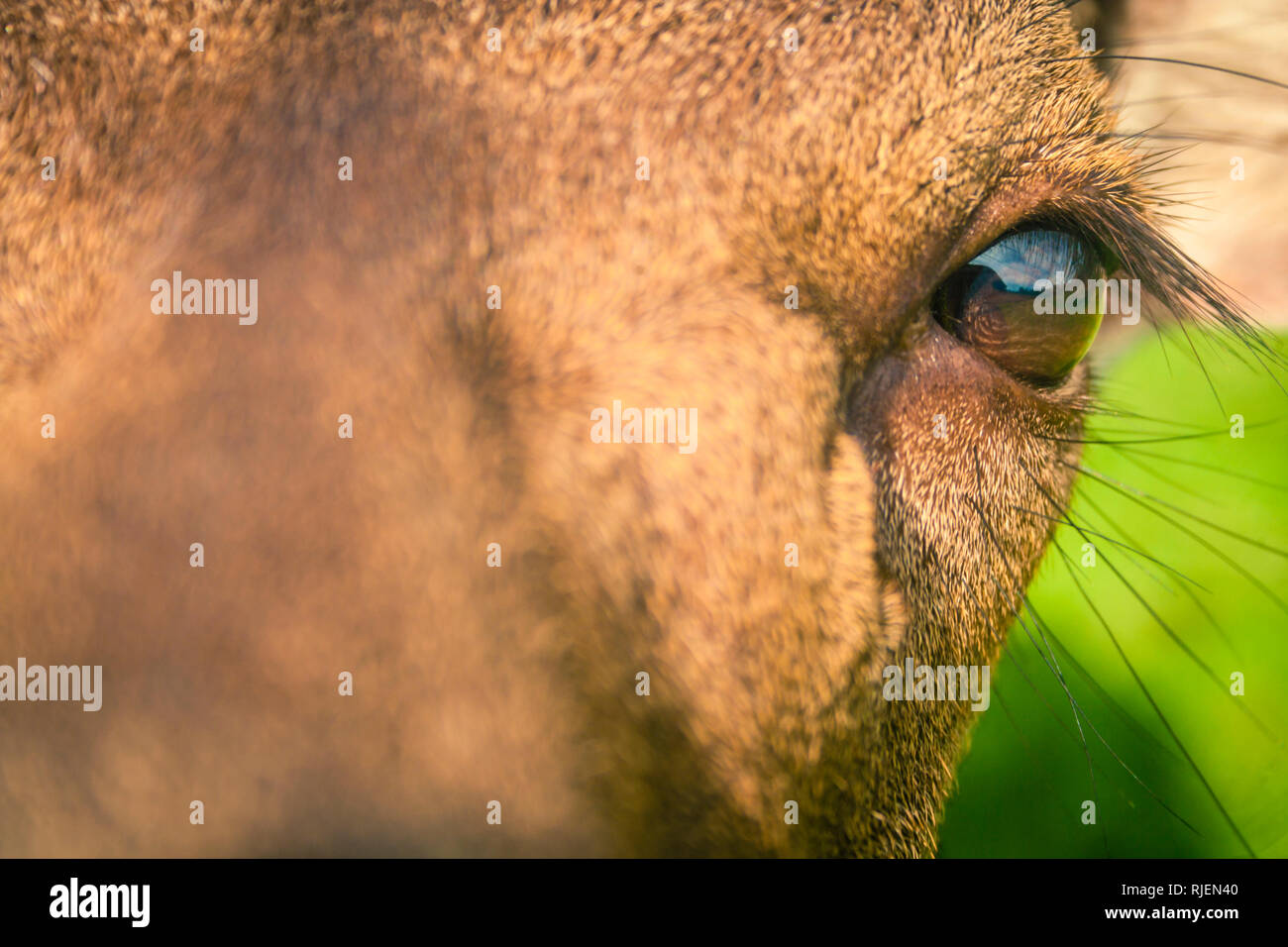 Close Up Deer Face Stock Photo