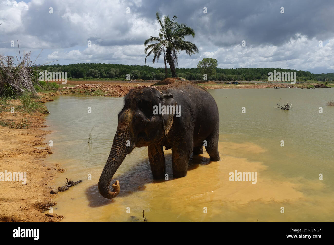 Elephant mud bath, at Elephant Jungle Sanctuary, in Krabi Thailand Stock Photo