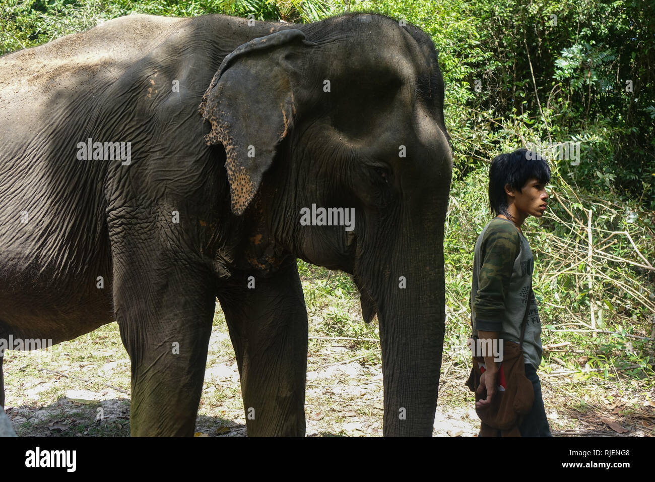 A female Elephant with her carer in 'Elephant Jungle Sanctuary', in Krabi Thailand. Stock Photo