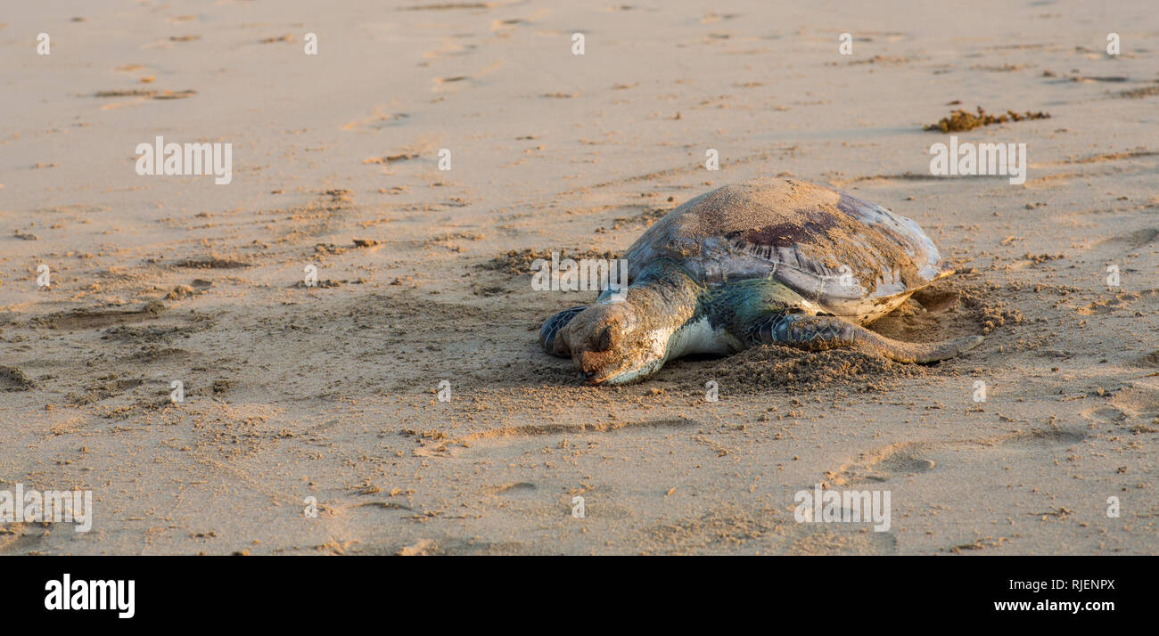 A dead turtle on a beach in Goa, India Stock Photo