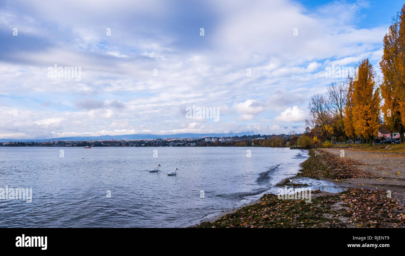 A beautiful view over Lake Geneva towards Morges, Switzerland, with swans in the foreground Stock Photo