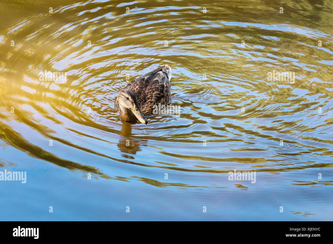 A lonely female wild duck with brown plumage on a blue-green river with diverging waves Stock Photo