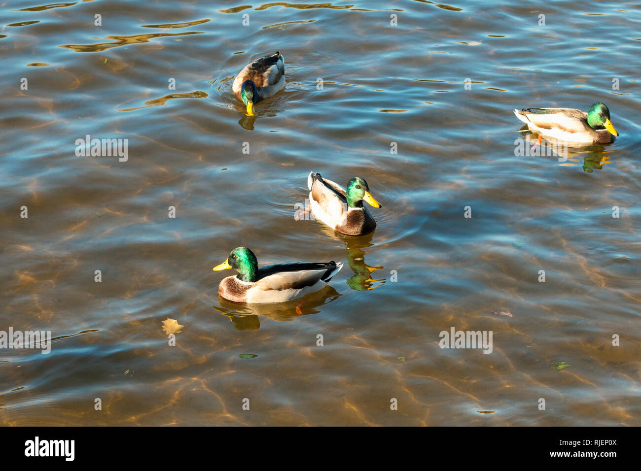 Wild Ducks (Anas platyrhynchos) are swimming in clear river water in bright sunlight. Mallards with a glossy bottle-green head, a white collar and a y Stock Photo