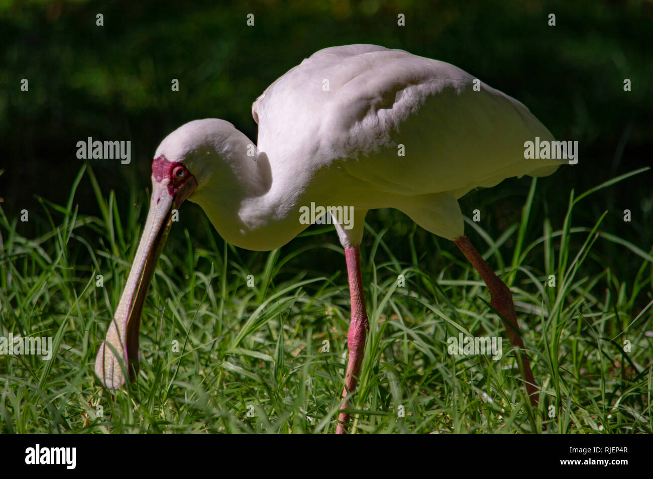 An African spoonbill at the Oasis Park in Fuerteventura, Canary Islands Stock Photo