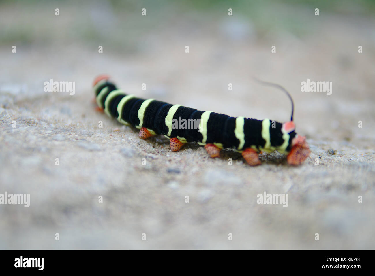 A colorful caterpillar. Stock Photo