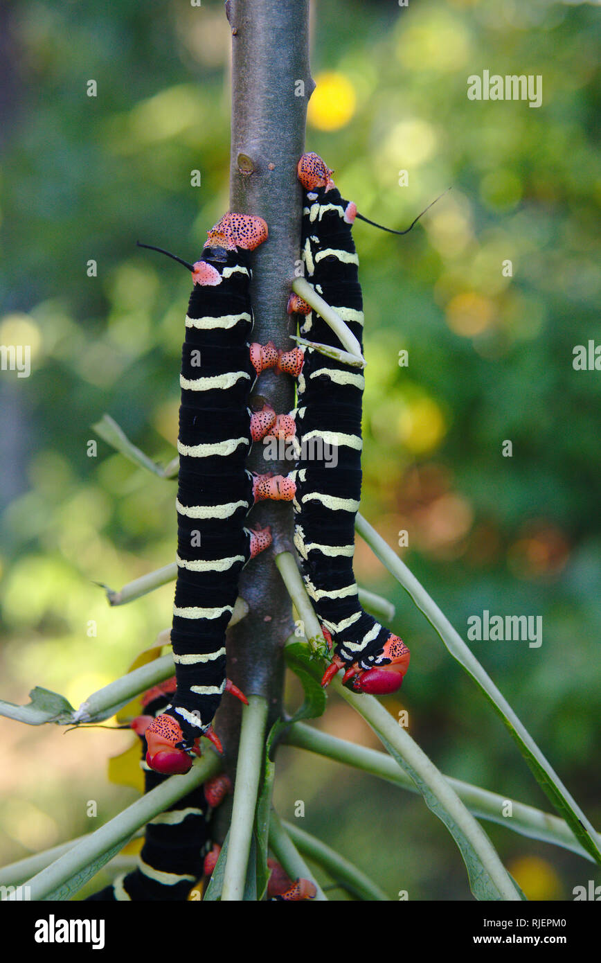 Three caterpillars climbing a branch. Stock Photo