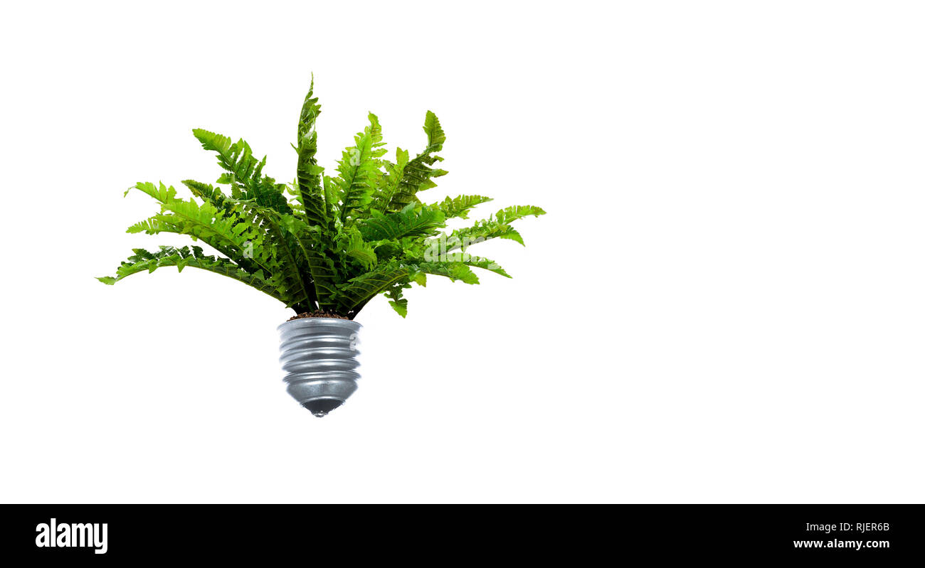 Light Bulb with plant inside on white background. Mixed media Stock ...