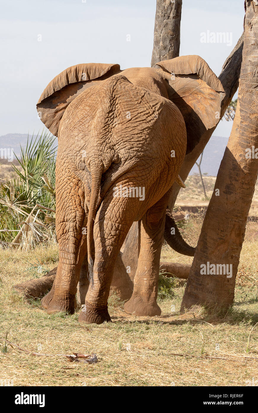 African elephants in Kenya, Africa Stock Photo