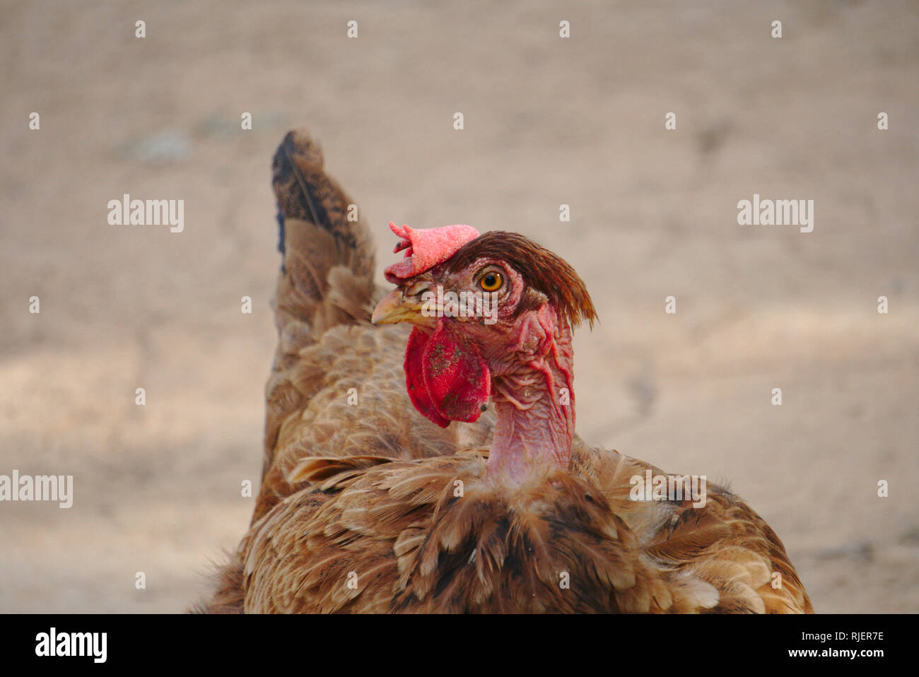 Cock and chicken in dry land farm. Stock Photo