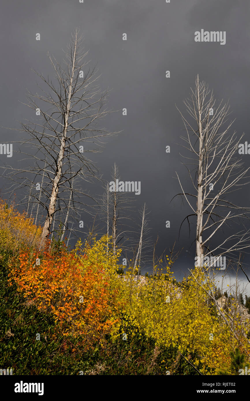 WY03191-00...WYOMING - Dark color clouds and the beginning of a snow storm on an open hillside fall color brush and fire killed trees found along the  Stock Photo