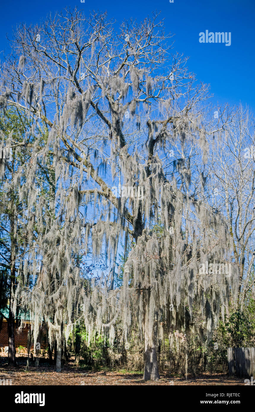 Moss draped tree hires stock photography and images Alamy