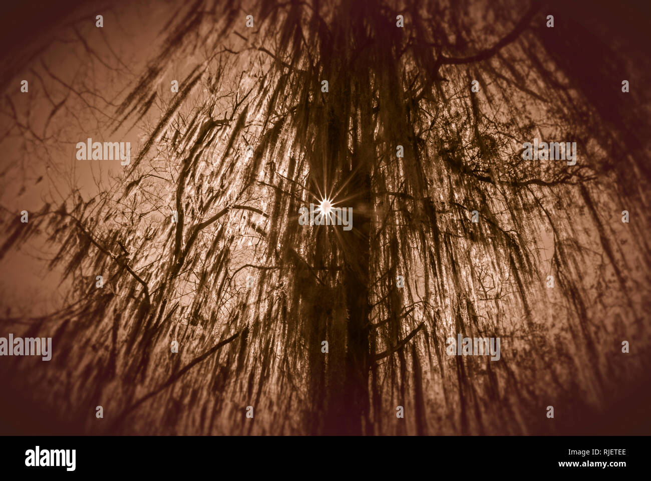 Moss draped tree hires stock photography and images Alamy