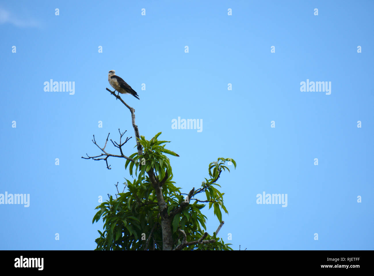 Um gavião em um galho de arvore com um céu azul no fundo. Stock Photo