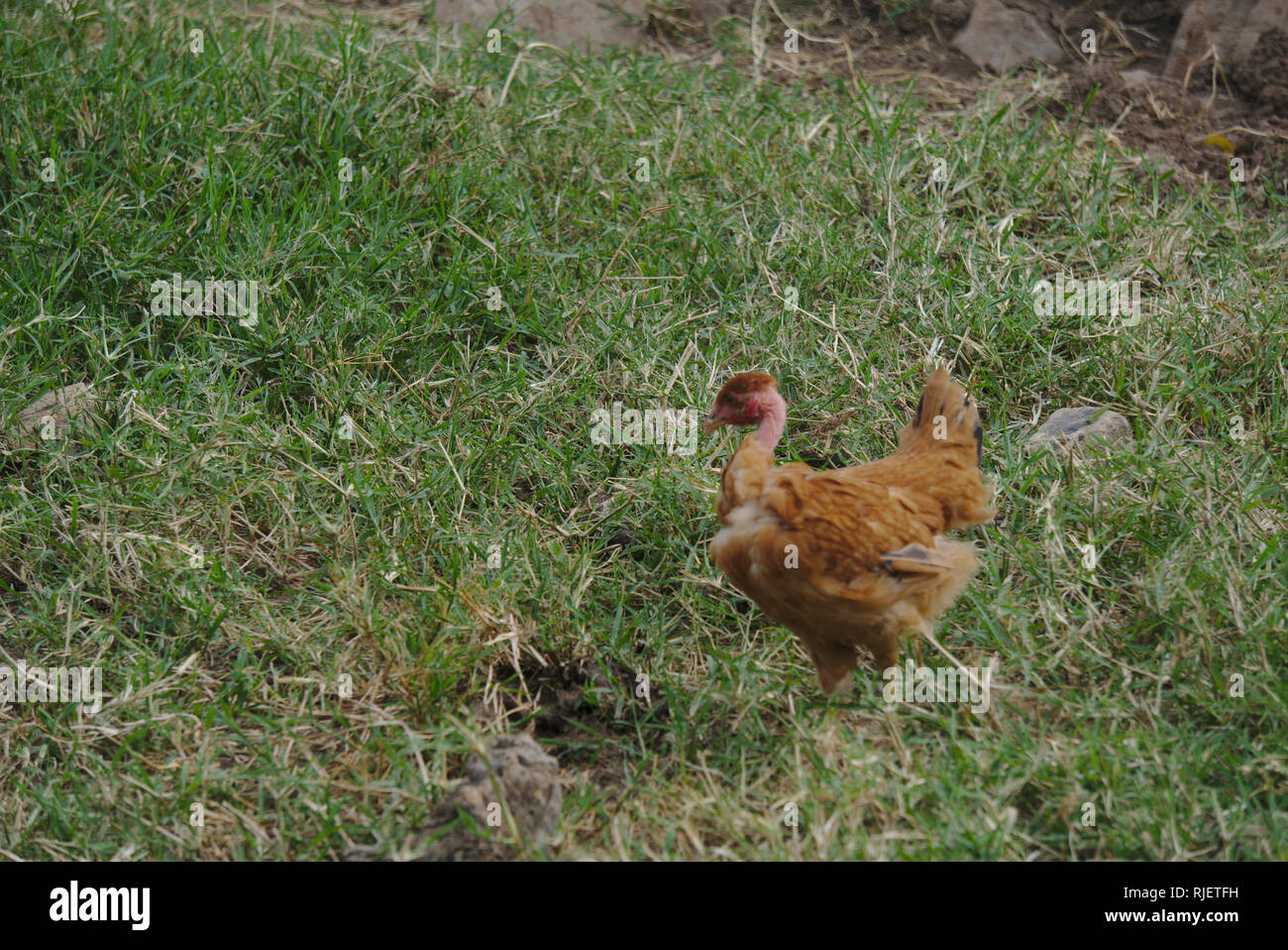 Cock and chicken in a farm. Stock Photo