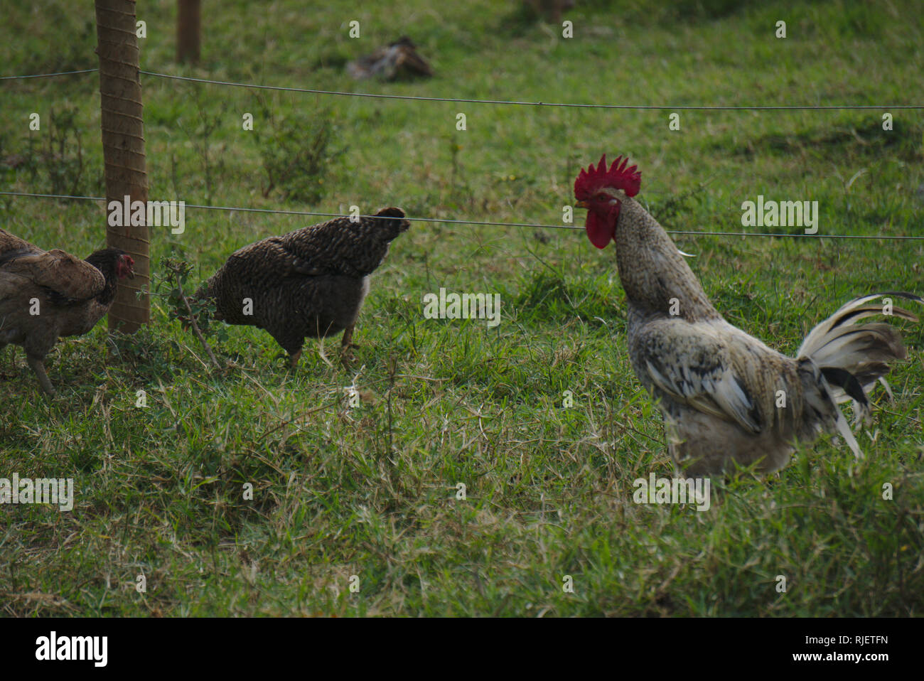 Cock and chicken in a farm. Stock Photo