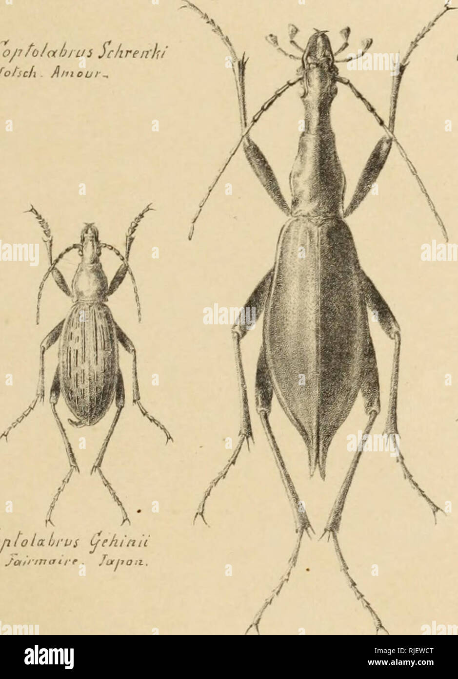 . Catalogue synonymique et systematique des coleopteres de la tribu des carabides. Ground beetles. , (o/ifo/ei/jrui îiuitulifer Lues Lo/ito/abiui jckrerrki. Please note that these images are extracted from scanned page images that may have been digitally enhanced for readability - coloration and appearance of these illustrations may not perfectly resemble the original work.. Gehin, Joseph Jean Baptiste, 1816-1889. Remiremont : V. Jacquot Stock Photo