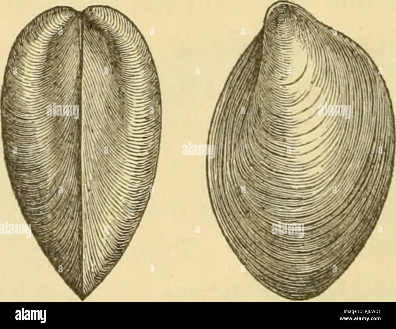 . Catalogues of the Silurian fossils of the island of Anticosti, with descriptions of some new genera and species. Paleontology; Paleontology. 50 A. SUPERBA, n. sp.—Shell large, strongly ventricose, sub-cordiform. Anterior and posterior sides gently convex and sub-parallel. Ventral margin uniformly rounded. Hinge line equal to the whole length of the shell, nearly ; posterior wing moderately prominent; angle formed by the hinge line and the posterior side about 100*^ ; anterior wing rudimentary. The beaks, as shown in the cast, are scarcely incurved. There is a well- developed area, between th Stock Photo