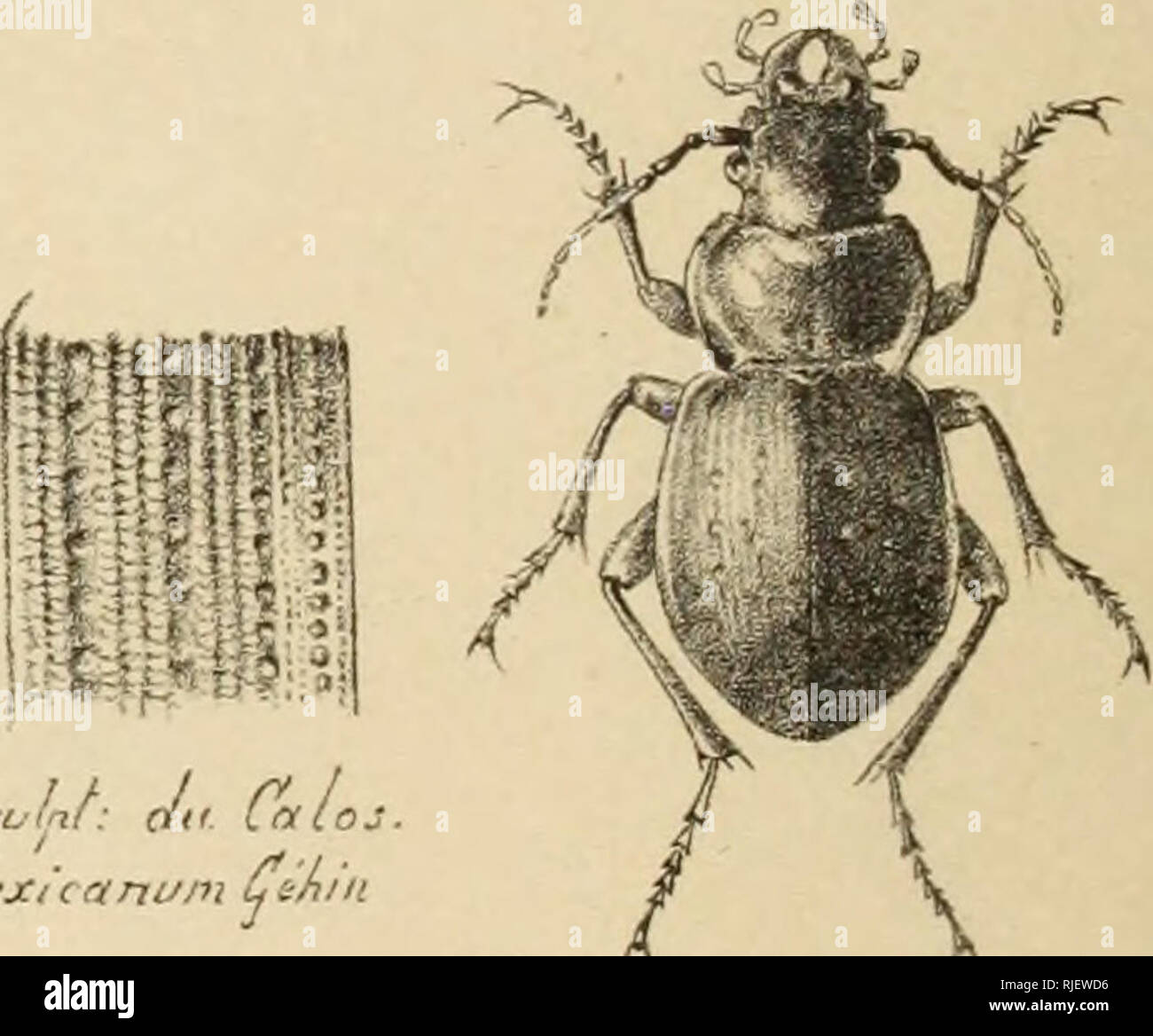 . Catalogue synonymique et systematique des coleopteres de la tribu des carabides. Ground beetles. 'mentefélytredu Tête du Cathafcus derl/Srisck Tirana/tt Taldern Calo.-crr. u fraqment' de/illredu caraioider Rajfruij. C. Jùranitti Ja/d; Cal; nlaericum ùèhîix Jl laine. Sculnf: du Calas Jtfexicartum Çihin Cul. e te a a»s jfirsefi Jurktsta.il.. Please note that these images are extracted from scanned page images that may have been digitally enhanced for readability - coloration and appearance of these illustrations may not perfectly resemble the original work.. Gehin, Joseph Jean Baptiste, 1816-1 Stock Photo