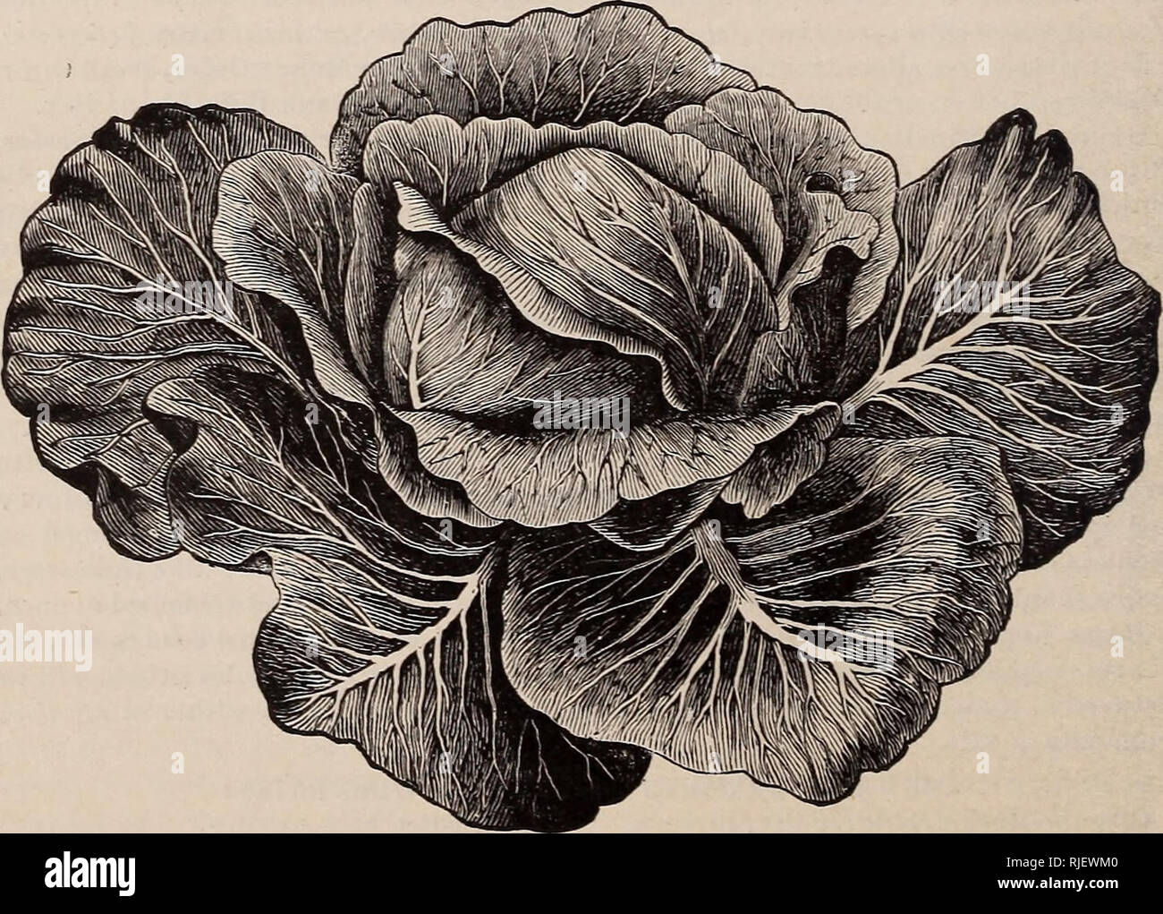 Catalogue And Retail Price List Of Vegetable And Flower Seeds Herb Tree Grass And Field Seeds