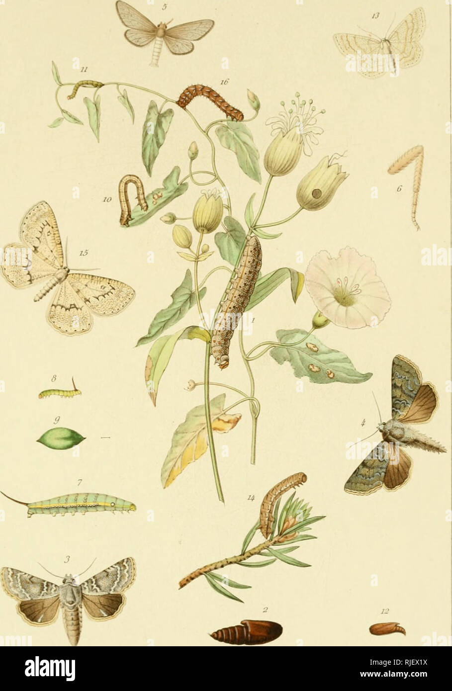 . Catalogue raisonné des l'epidoptres des Alpes-Maritimes. et notes entomologiques diverses. Lepidoptera -- Maritime Alps (France and Italy). ANNO VI IL NATURALISTA SICILIANO TAV. 1 .1886.. Pou/aJ» et F Jlfi/Uère /-i 1 a 4. Dianthoecia Caesia. Bkh. b et 6. Psilothrix. Incerta j.Mill. 7. Deilephila Nerii L. 8 et 9 id Celerio L. 10 a 13. Acidalia Fumata. Steph. 14 et 15. Gnophos Sordaria . Thnb 16. Cidaria Caesiata . S.V. type.. Please note that these images are extracted from scanned page images that may have been digitally enhanced for readability - coloration and appearance of these illustrat Stock Photo