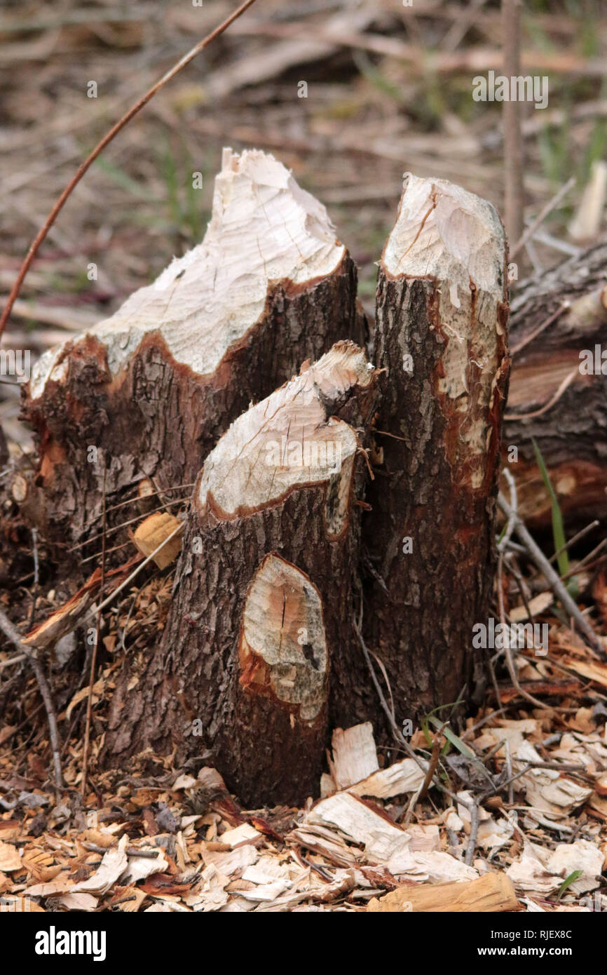 trees cut down by beaver in Ontario Canada Stock Photo Alamy