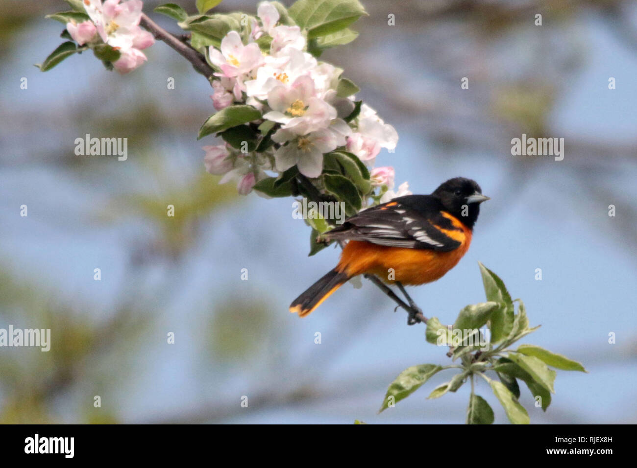 Baltimore Oriole in Nature reserve Stock Photo