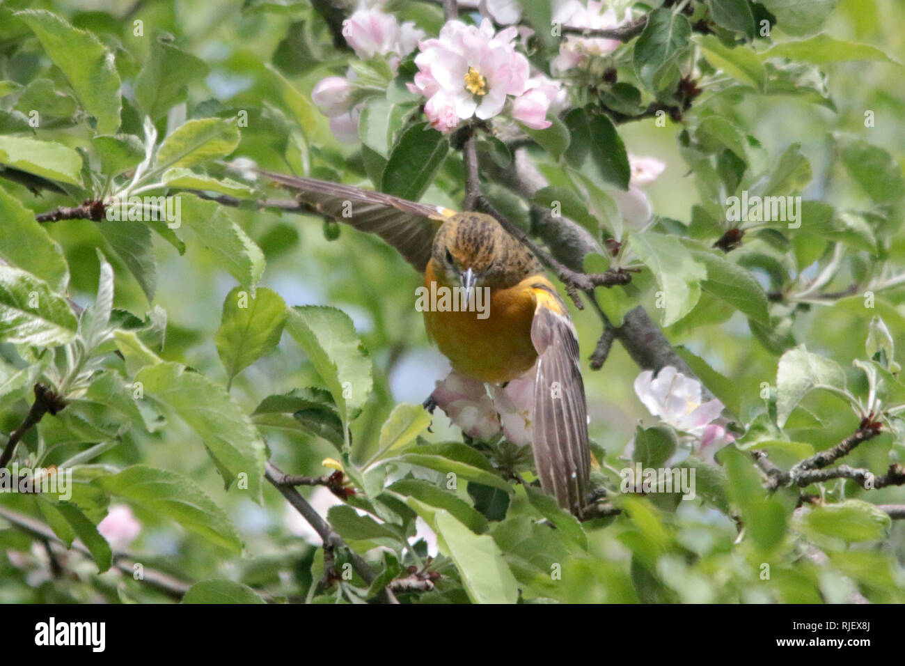 Baltimore Oriole in Nature reserve Stock Photo
