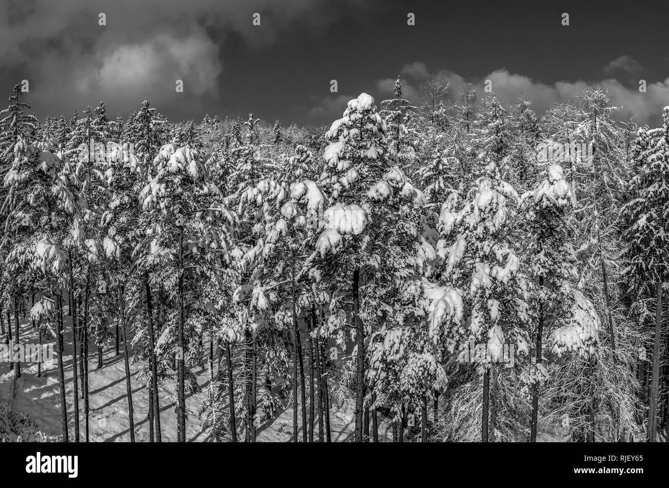 Winter landscape with snowy spruce trees, Tutzing, Upper Bavaria, Bavaria, Germany, Europe Stock Photo