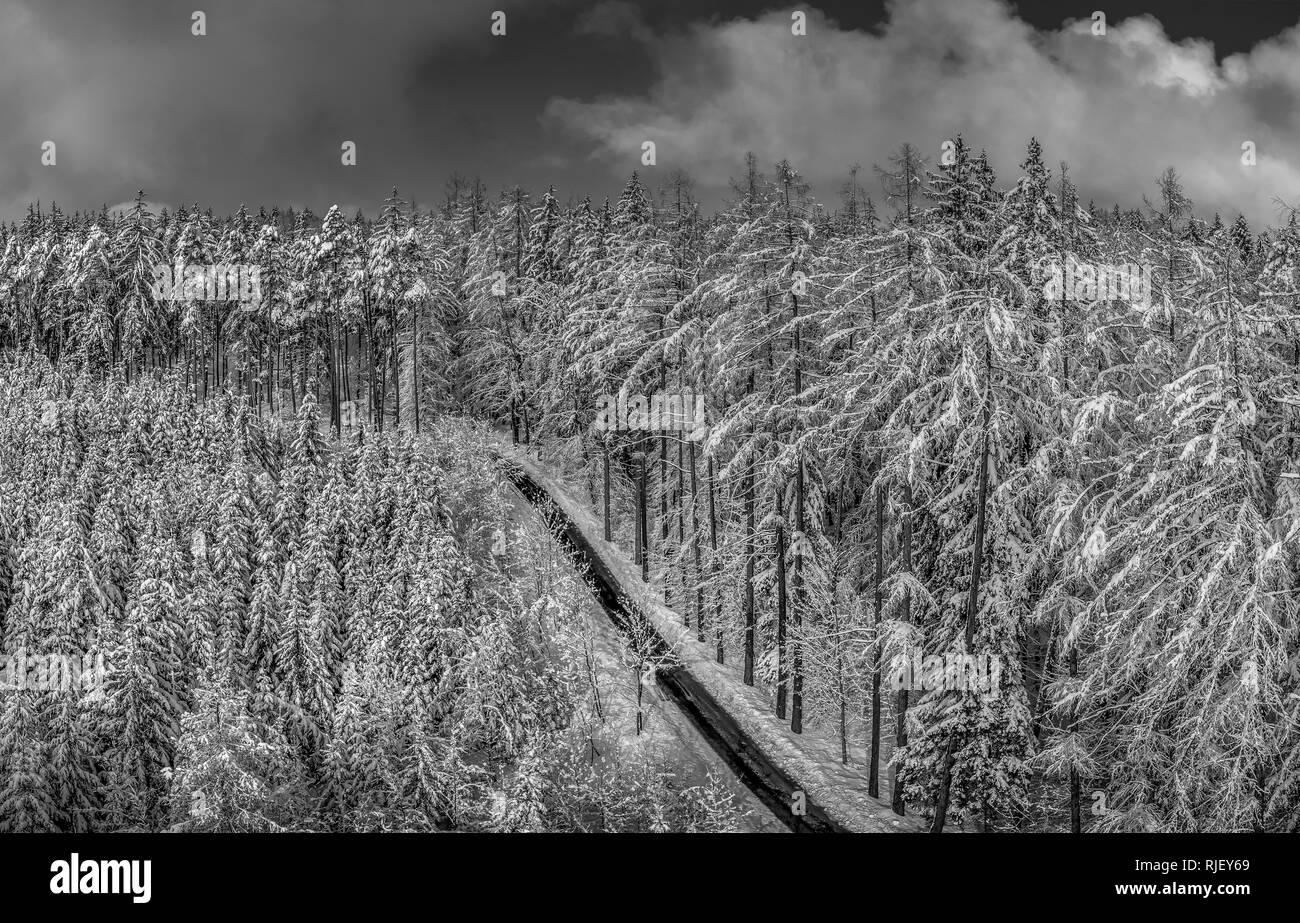 Winter landscape with snowy spruce trees, Tutzing, Upper Bavaria, Bavaria, Germany, Europe Stock Photo