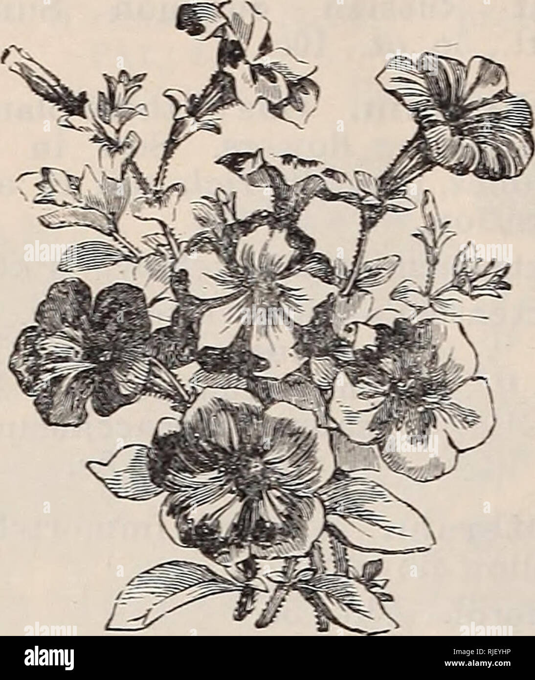 . Catalogue of vegetable, field, and flower seeds, 1895. Nursery stock New York (State) New York Catalogs; Vegetables Seeds Catalogs; Flowers Seeds Catalogs. 82 CHAS. SCHWAKE, 404 E. 34th STREET, N. Y. Impatiens. A very pretty plant for pots and the garden. When taken in the greenhouse in Fall they will flower all winter.. IPOMCEA. Sultani, carmine flowers. Pkt., 20c. Inula ensifolia. See Novelties. Ipomoea. The same as Convolvulus. Imperialis, new. See Novelties. Pkt., 15c. Grandiflora alba, white. Pkt., 10c. Nil grandiflora, light blue. Pkt., 10c. Limbata, purple, white margined. Pkt., 10c.  Stock Photo