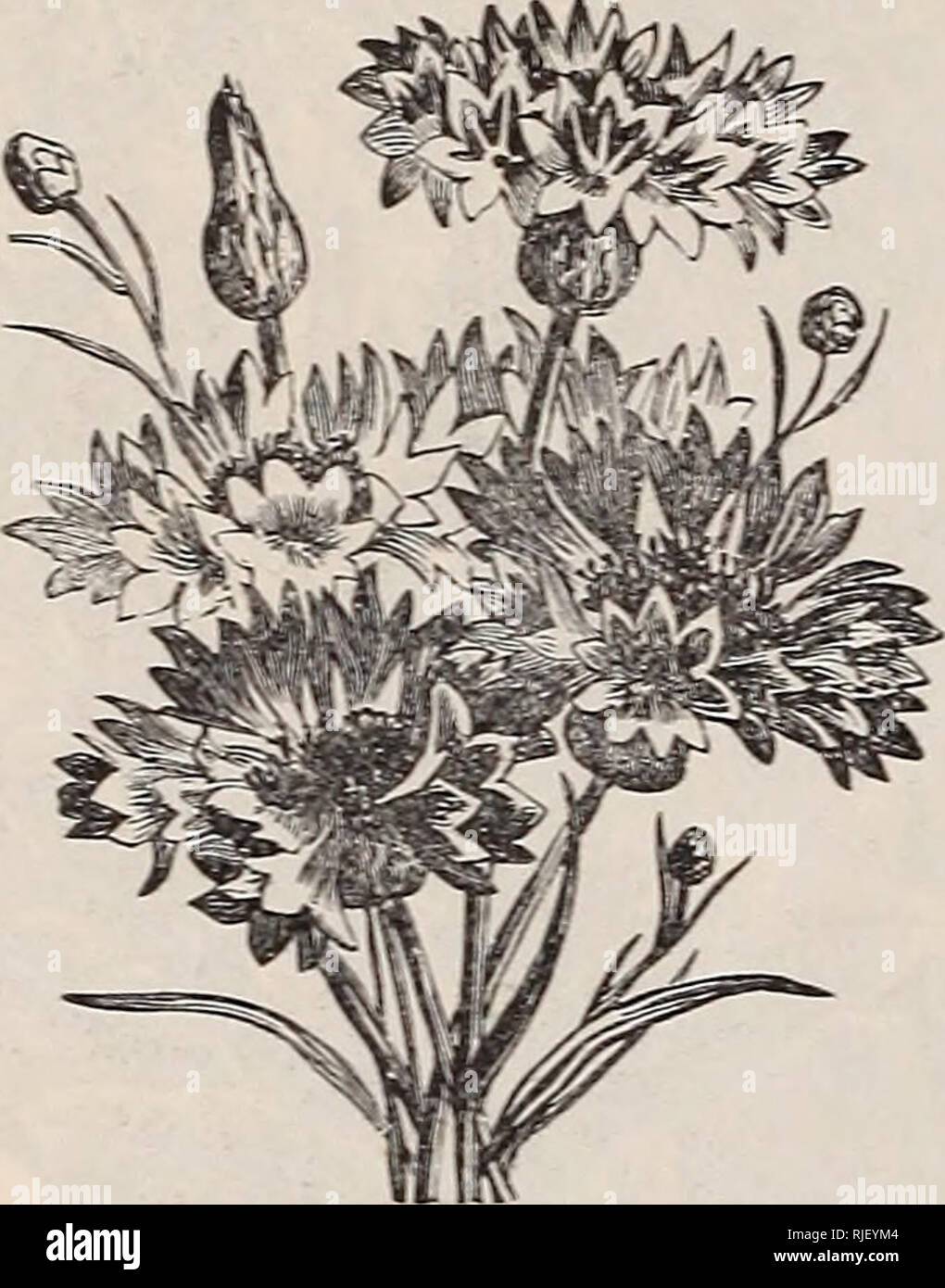 . Catalogue of vegetable, field, and flower seeds, 1895. Nursery stock New York (State) New York Catalogs; Vegetables Seeds Catalogs; Flowers Seeds Catalogs. 28 CHAS. SCHWAKE, 404 E. 34th STREET, N. Y. Carnations (Dianthus). It is not neces- sary to lose any words about their beauty. Sow in pots, and after they are strong enough, plant them in the open ground. Barbatus, Sweet William. Pkt., 10c. Imperialis, fl. pi., finest mixed, double, Pkt., 5c. Margaritae, fl. pi., true, double. Pkt., 15c. Celosia (Cockscomb). Pretty as pot and group plants, they are beautiful if nicely grown. Cristata nana Stock Photo