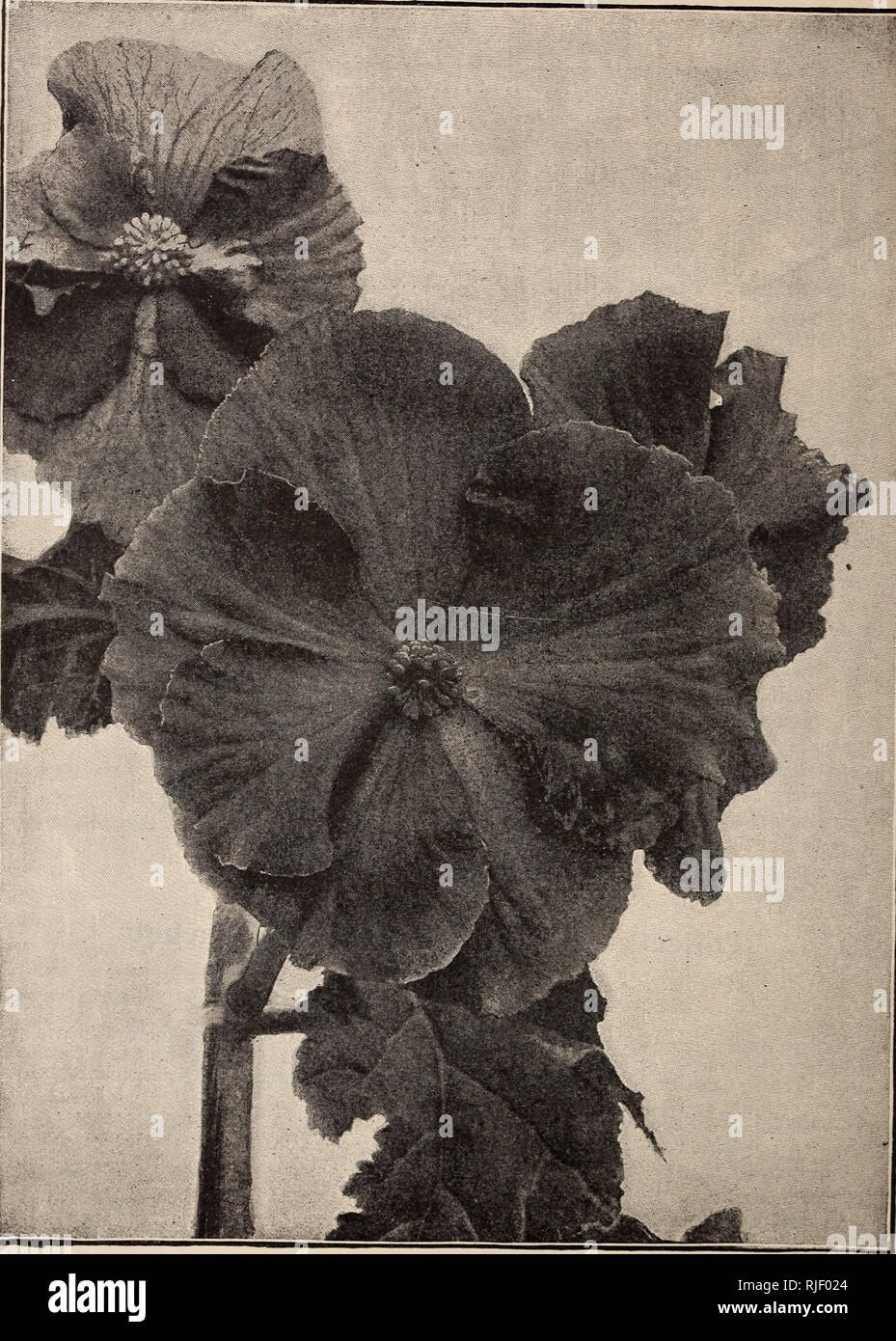 Catalogue Of Vegetable And Flower Seeds And Bulbs For Spring Planting 1894 Vegetables Seeds Catalogs Flowers Seeds Catalogs Bulbs Plants Catalogs Plants Ornamental Catalogs Gardening Equipment And Supplies Catalogs Commercial Catalogs