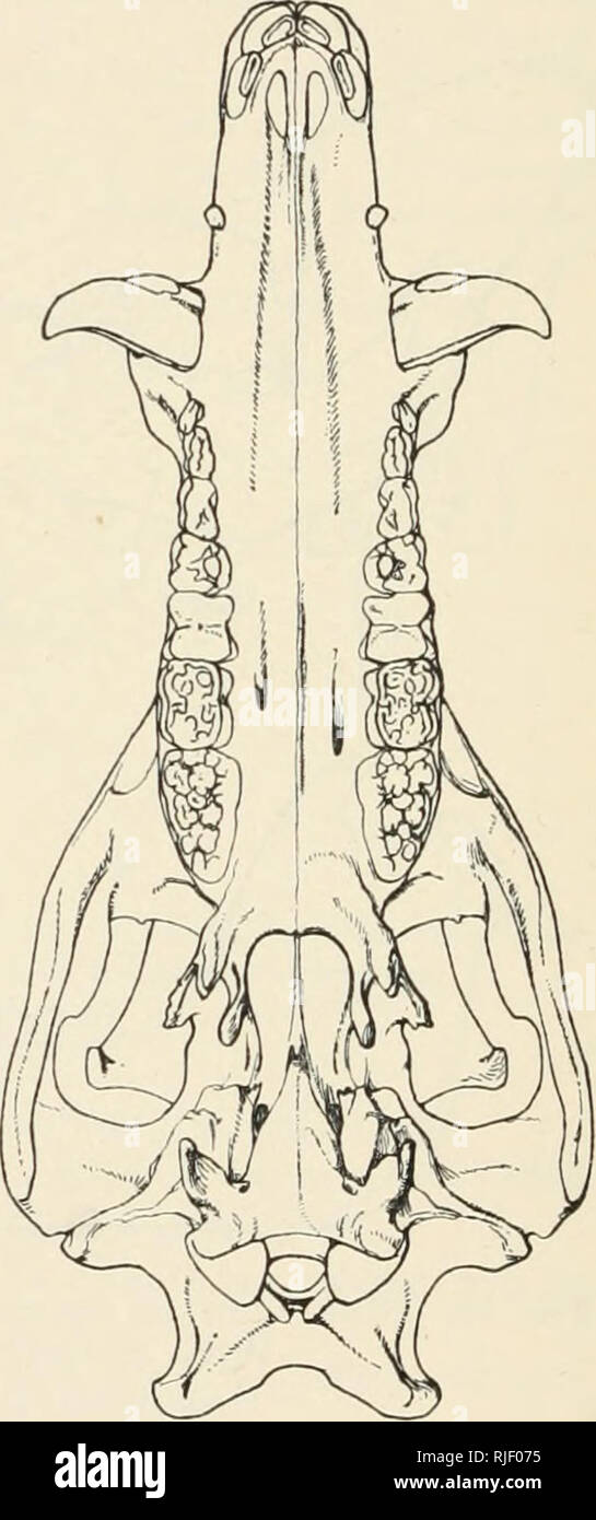 . Catalogue of the ungulate mammals in the British Museum (Natural History). British Museum (Natural History); Ungulates. A B Pig. 50.—Frontal (A) and Palatal (B) Aspects of Skull of Wild Boar {Stis scrofa). J nat. size. From Miller, Cat. Mamm. Western Europe. S. s. harharus, S. s. mowpincnsis, and S. s. scnnaarcnsis (the last two of which are only provisionally included under the present specific heading) are too imperfectly known to be definitely classified. * One specimen only.. Please note that these images are extracted from scanned page images that may have been digitally enhanced for re Stock Photo