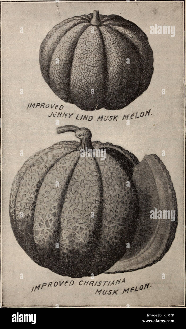 . Catalogue of vegetable and flower seeds and bulbs for spring planting 1894. Vegetables Seeds Catalogs; Flowers Seeds Catalogs; Bulbs (Plants) Catalogs; Plants, Ornamental Catalogs; Gardening Equipment and supplies Catalogs; Commercial catalogs New Jersey. The above Melons combine all commendable qualities (See opposite page.). Please note that these images are extracted from scanned page images that may have been digitally enhanced for readability - coloration and appearance of these illustrations may not perfectly resemble the original work.. Pitcher & Manda; Pitcher, James R; Manda, W. Stock Photo