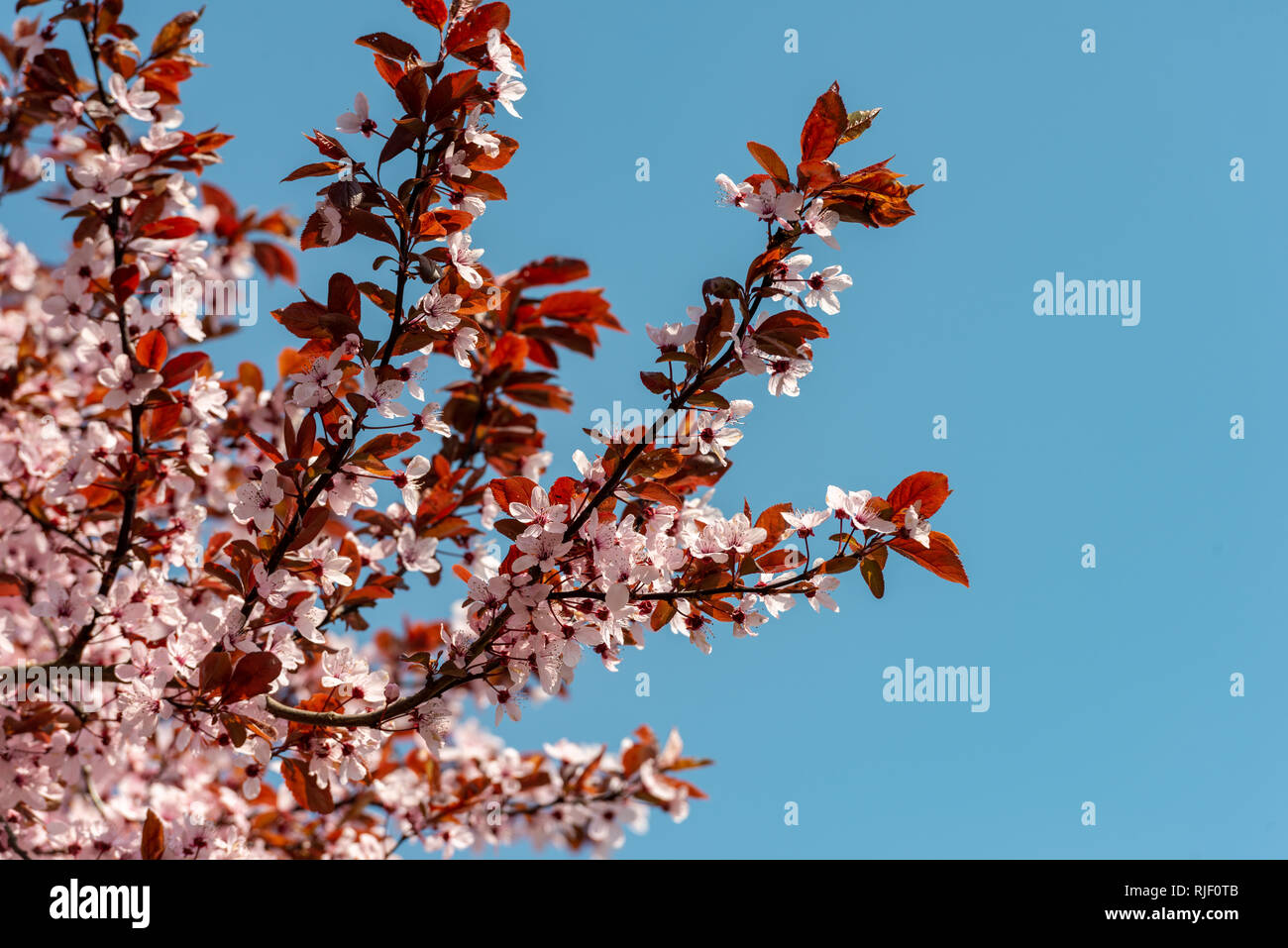 flowering plant with white blossoms and orange brown leafs against blue sky Stock Photo