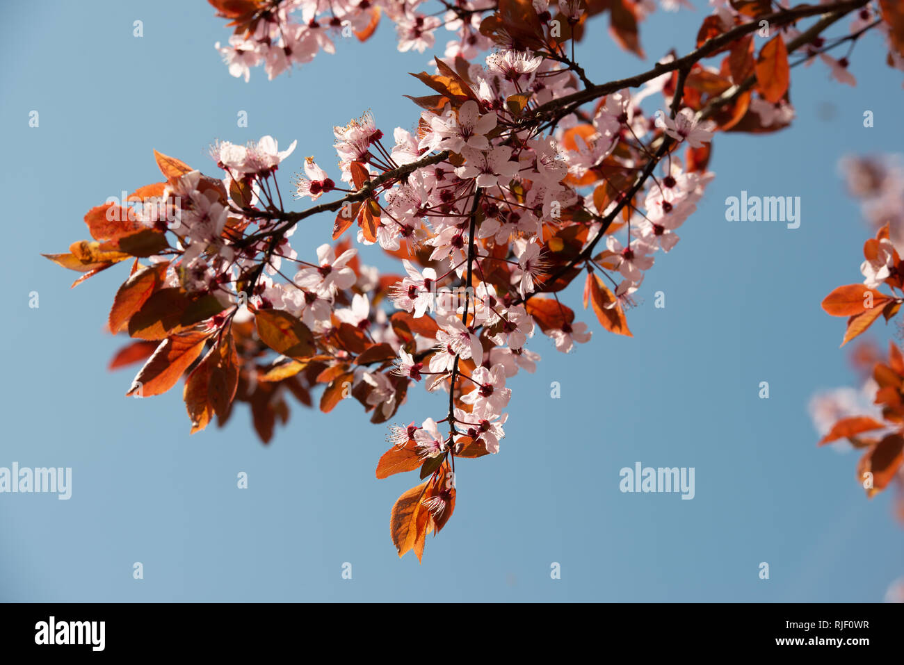 flowering plant with white blossoms and orange brown leafs against blue sky Stock Photo