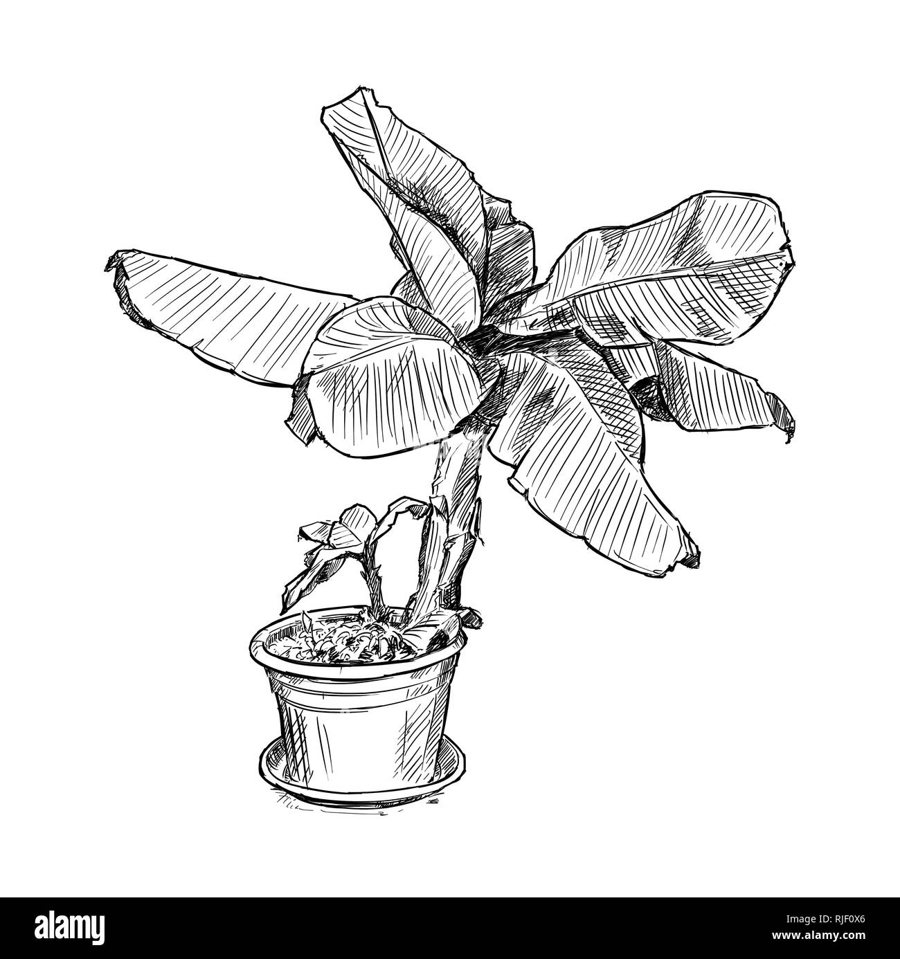 Hand Drawing of Banana Tree in Large Pot Stock Photo