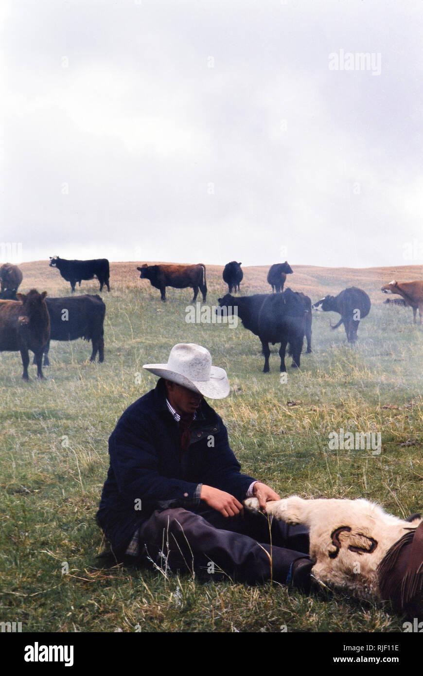 Cowboys on a Nebraska ranch holding down a calf during the annual spring branding ca. 1999-2001 Stock Photo