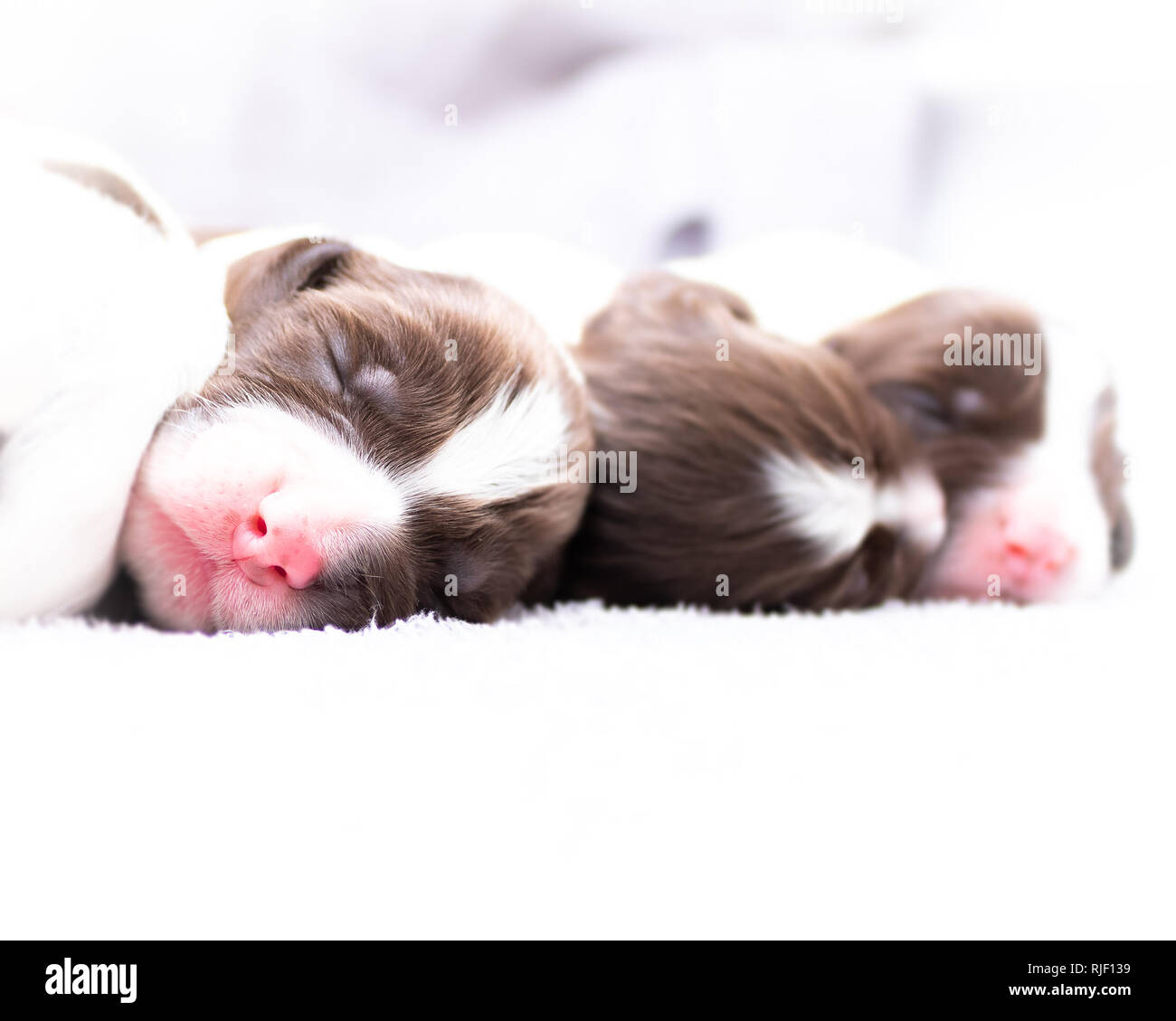 English Springer Spaniel Puppies Stock Photo