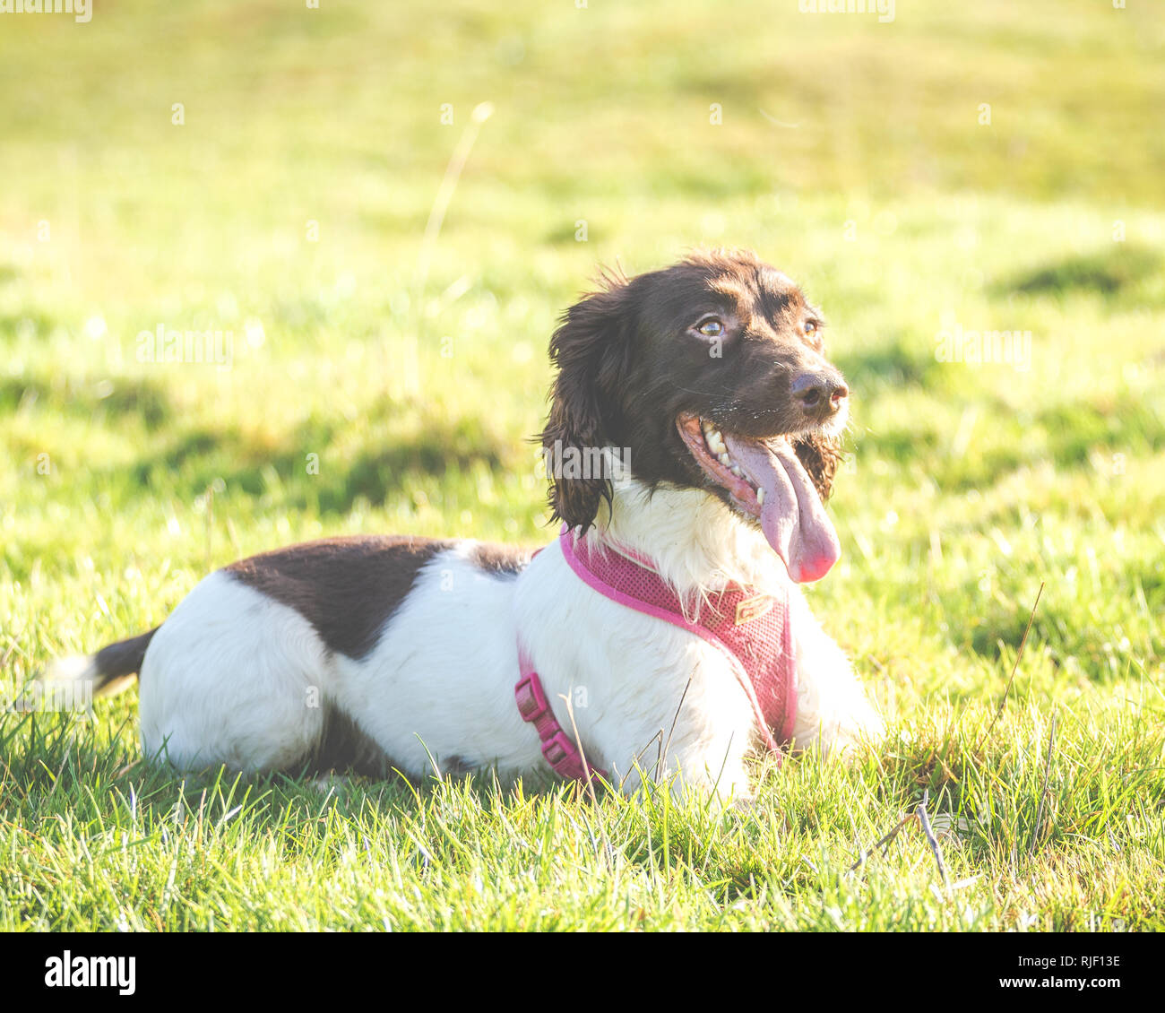 Female English Springer Spaniel Dog Adult K9 Stock Photo