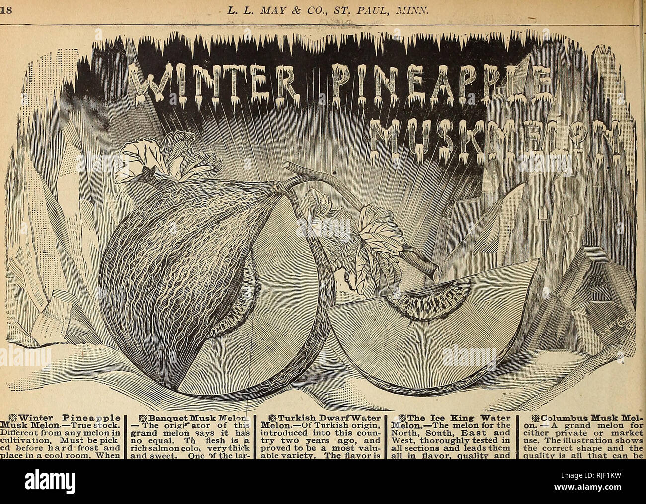 . Catalogue of seeds, plants, bulbs &amp; fruits. Nurseries (Horticulture) Minnesota Catalogs; Plants, Ornamental Catalogs; Vegetables Catalogs; Fruit Catalogs; Flowers Catalogs. L. L. MAY &amp; CO., ST, PAUL, MINN.. yWinter Pineapple JHusk Melon-—True stock. Different from any melon in ciilti-vation. Must be pick cd before hard frost and place in a cool room. When &quot;wanted for use bring to a •warm place where it -will ripen in a few days. In this way they can be kept all winter. Flavor is simply delicious. Be sure and try it. Pkt. 15c.,Spkts. 25e., 9 pkts- $ 1.00, oz. 40c. S^BanquetMusk M Stock Photo