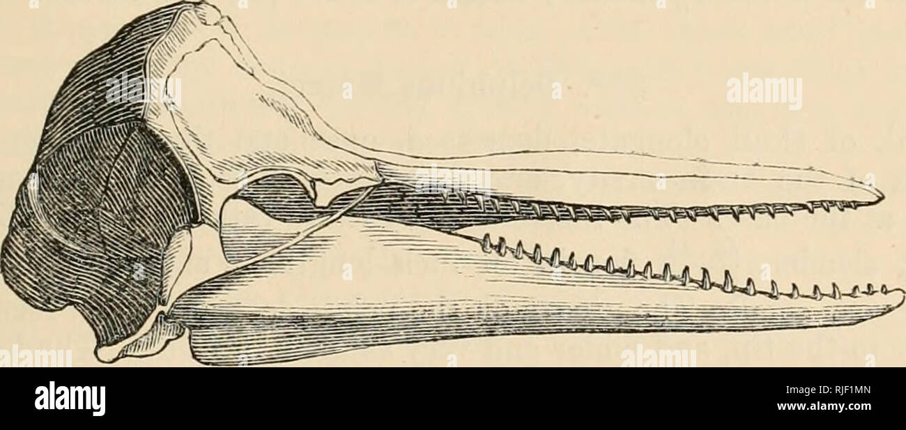 . Catalogue of seals and whales in the British Museum. British Museum (Natural History); Seals (Animals); Whales. A-DDITIONS AND CORRECTIONS. 395 Steno Tucuxi, (at page 237) add:— Fresliwater Dolphin, Steno Tucuxi, T]ieTucuxi,-Ba&lt;es,^m«zo«s,i. 146. It rises horizontally, draws in an inspiration, and then dives down head foremost, which distinguishes it from the Boufo. &quot; I saw here, for the first time, the flesh-coloured Dolphin {D.pal- lidus, Gervais) in the Lower Amazons, rolling away in pairs, both being of the same colour.&quot;—Bates, op. cit. i. 303. &quot; The pale flesh-coloured Stock Photo