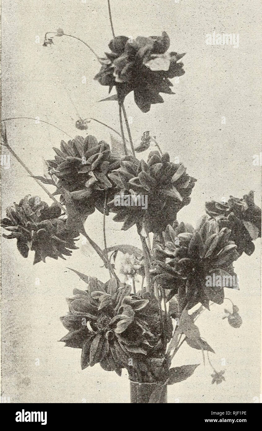 Catalogue Of Seeds Plants Rare Flowers Seed Industry And