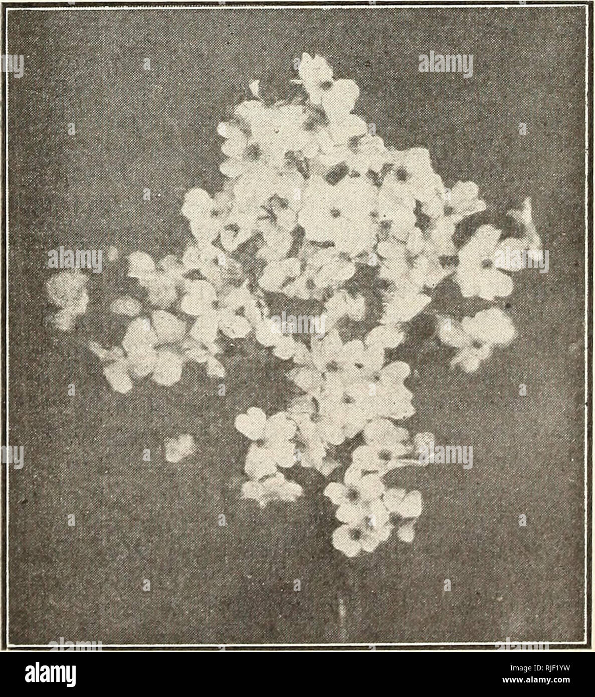 Catalogue Of Seeds Plants Rare Flowers Seed Industry And Trade