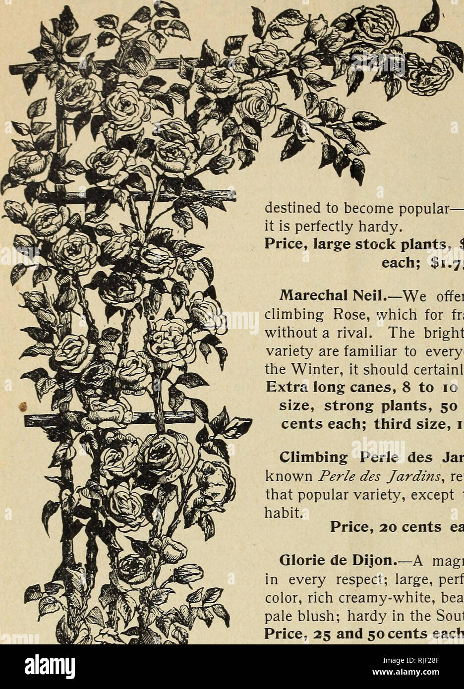 . Catalogue of seeds and plants. Nursery stock Colorado Denver Catalogs; Flowers Catalogs; Plants, Ornamental Catalogs. CLIMBING ROSES. Climbing Niphetos.— A sport from the dwarf &quot;Ni- phetos. &quot; It is a true climb- ing variety, having the same pure white, long-pointed buds as its parents, and is destined to become popular—in the South especially, where it is perfectly hardy. Price, large stock plants, $1.00 each; young plants, 20 each; $1.75 per dozen. Marechal Neil.—We offer a fine stock of this superior climbing Rose, which for fragrance, beauty and size is still without a rival. Th Stock Photo
