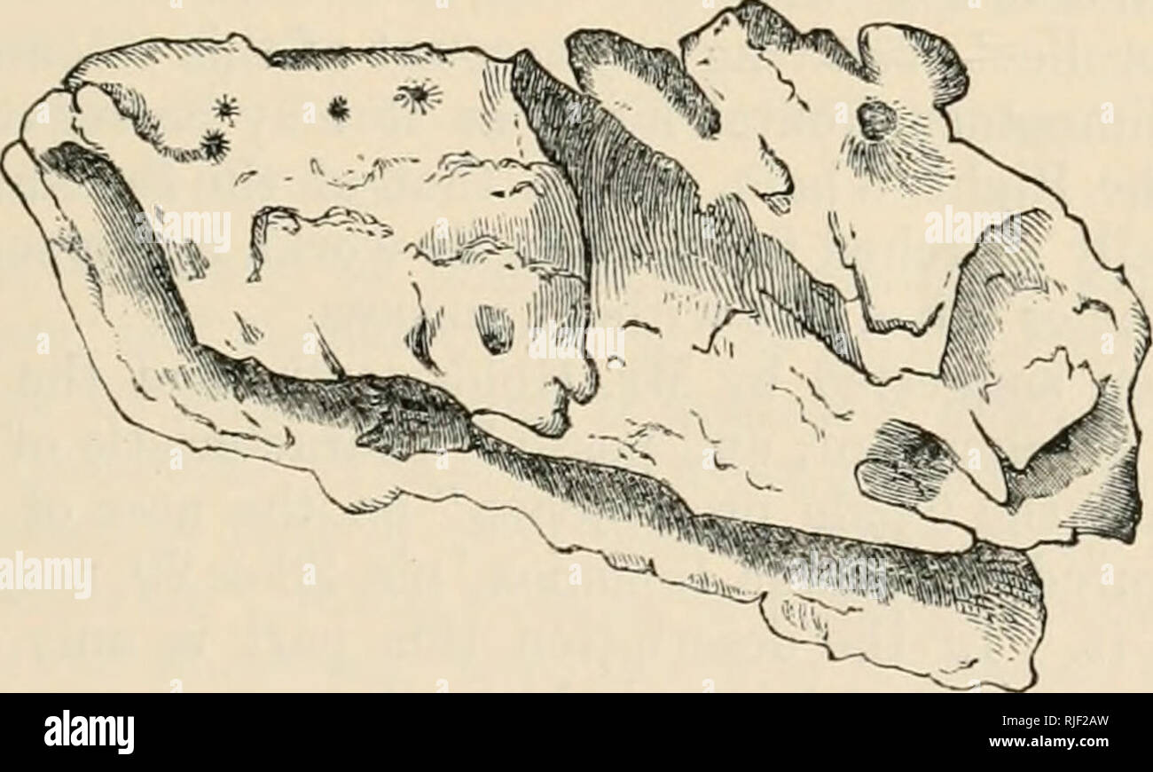 Catalogue Of Seals And Whales In The British Museum British