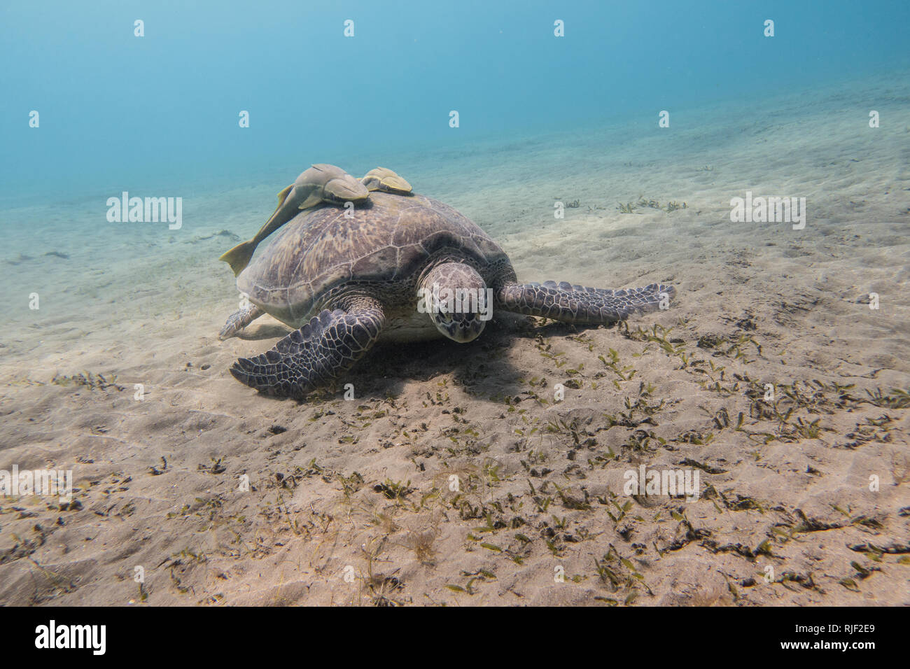 Sea turtle with two remora fishes on its shell grazing sea grass on the sandy seabed of the Red Sea in Egypt Stock Photo